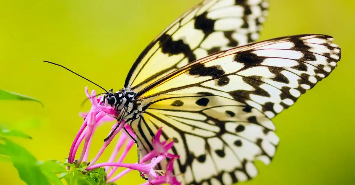 Welke bloem voor brood