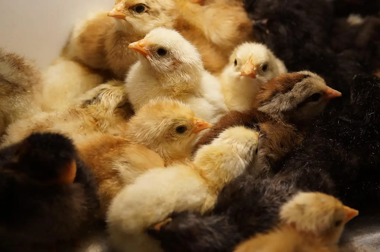 Brood bewaren