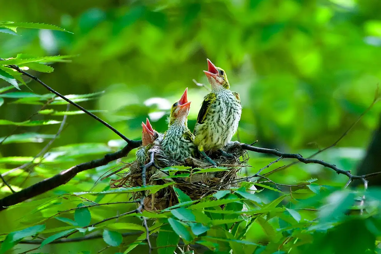 Brood en koek in Reeuwijk kopen