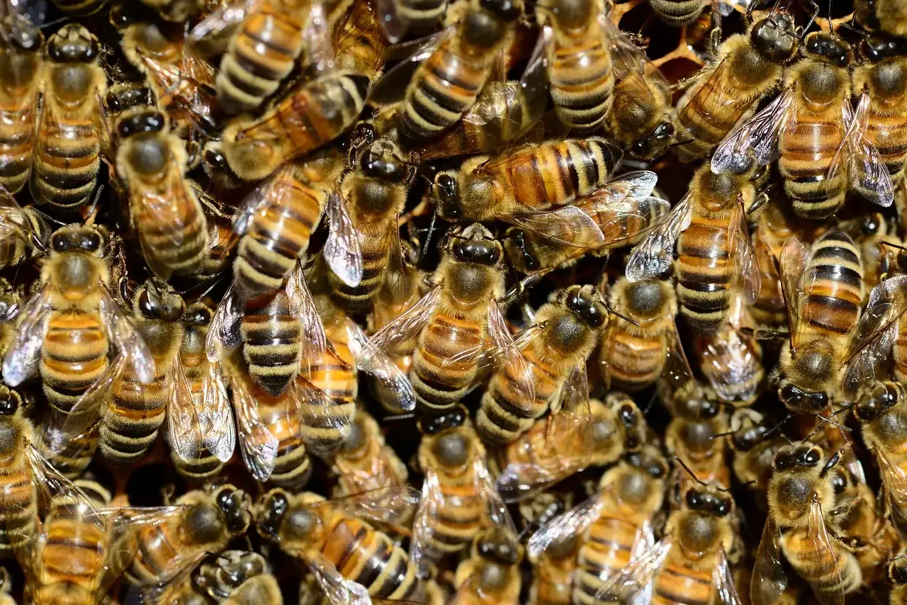 Brood jodium