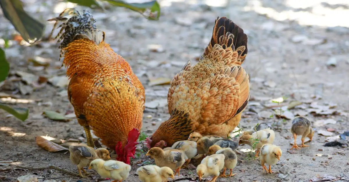 Brood voeren aan vogels: wat mag wel en niet?