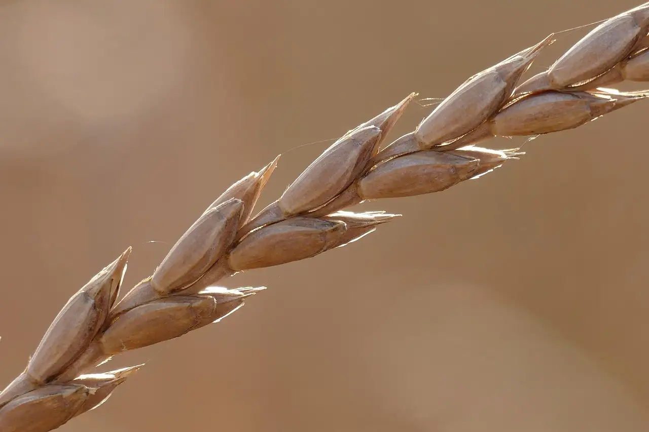 Desem spelt brood