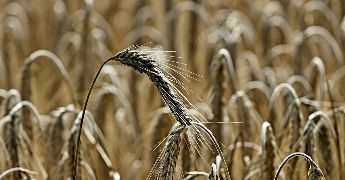 Is brinta gezonder dan brood