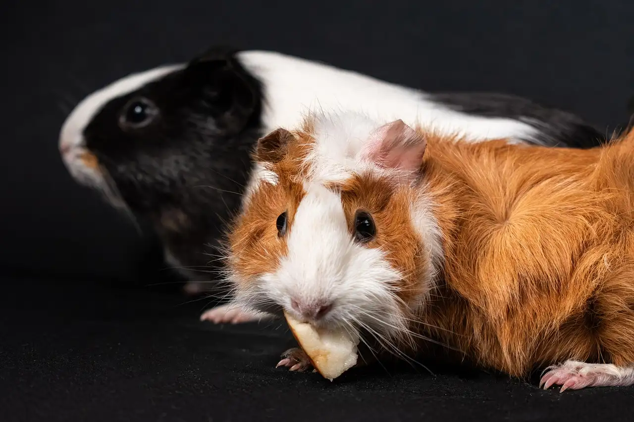 Mogen cavia’s brood eten? Wat zijn de risico’s?