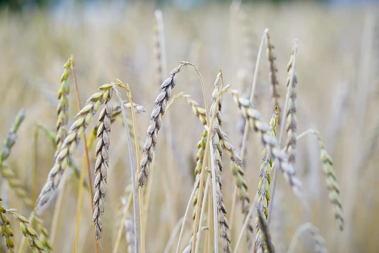 Spelt volkoren brood